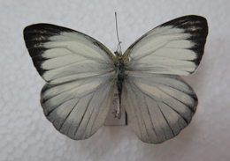 电子游戏app下载安装