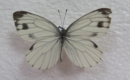 电子游戏app下载安装