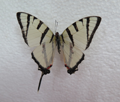 电子游戏app下载安装