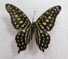 电子游戏app下载安装