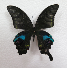 电子游戏app下载安装