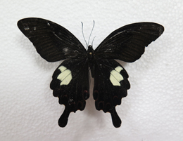 电子游戏app下载安装