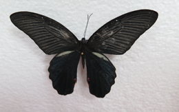 电子游戏app下载安装