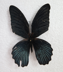 电子游戏app下载安装