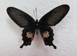 电子游戏app下载安装