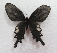 电子游戏app下载安装