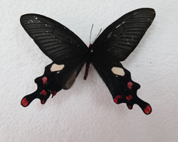 电子游戏app下载安装