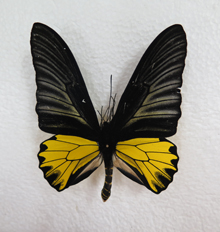 电子游戏app下载安装