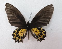 电子游戏app下载安装