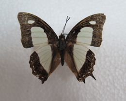 电子游戏app下载安装