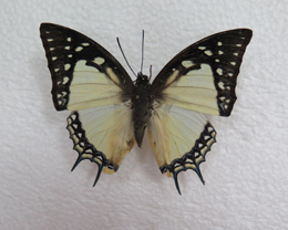 电子游戏app下载安装