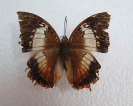 电子游戏app下载安装