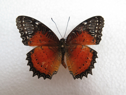 电子游戏app下载安装