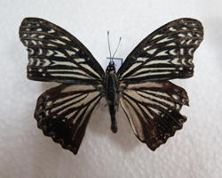 电子游戏app下载安装