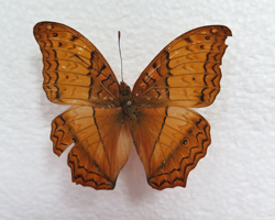 电子游戏app下载安装