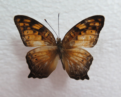 电子游戏app下载安装