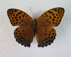 电子游戏app下载安装