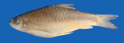 电子游戏app下载安装