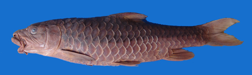 电子游戏app下载安装