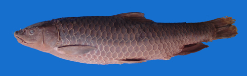 电子游戏app下载安装