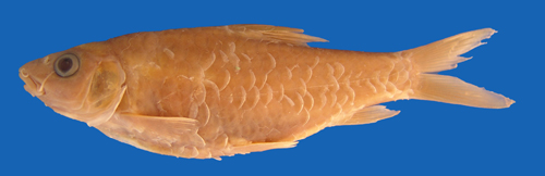 电子游戏app下载安装