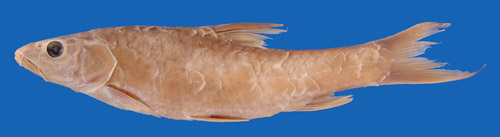 电子游戏app下载安装