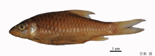 电子游戏app下载安装