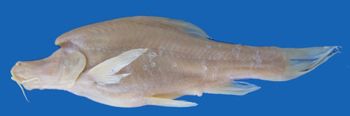 电子游戏app下载安装