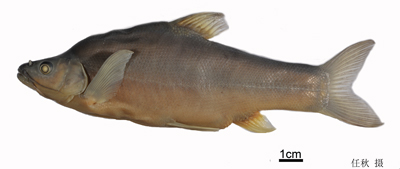 电子游戏app下载安装