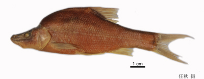 电子游戏app下载安装