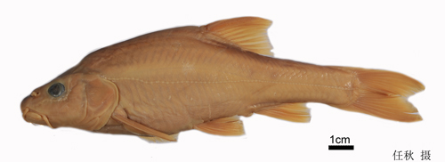 电子游戏app下载安装