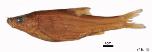 电子游戏app下载安装