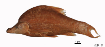 电子游戏app下载安装