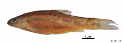 电子游戏app下载安装