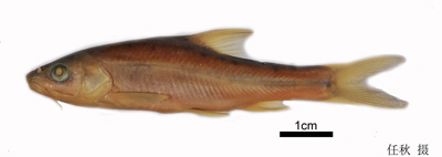 电子游戏app下载安装