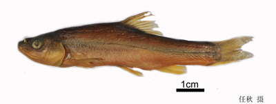 电子游戏app下载安装