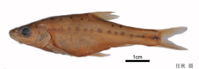 电子游戏app下载安装