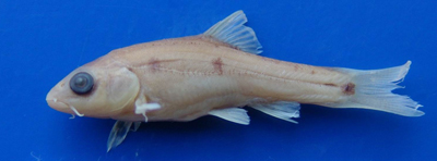 电子游戏app下载安装