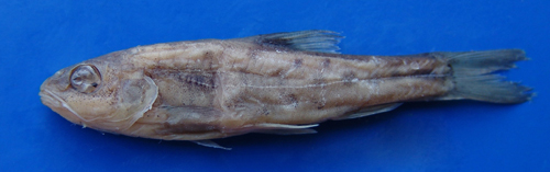 电子游戏app下载安装