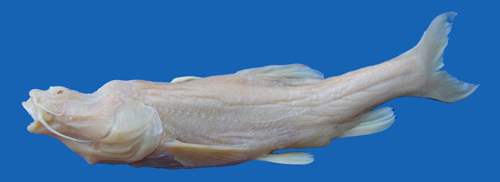 电子游戏app下载安装