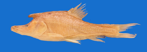 电子游戏app下载安装