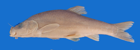 电子游戏app下载安装