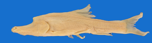 电子游戏app下载安装