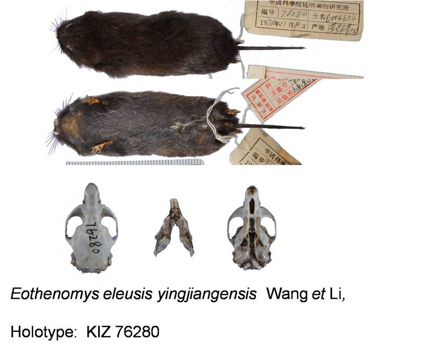 电子游戏app下载安装