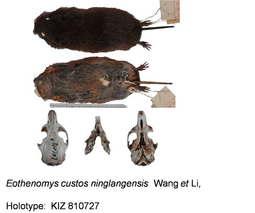 电子游戏app下载安装