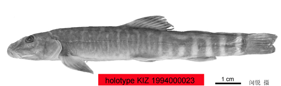 电子游戏app下载安装