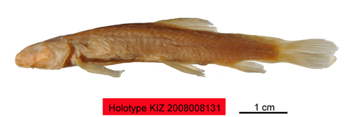 电子游戏app下载安装