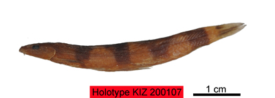 电子游戏app下载安装