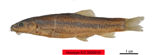 电子游戏app下载安装