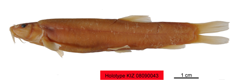 电子游戏app下载安装